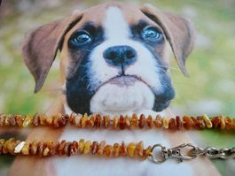 Hundekette/ Samba präsentiert  Bernsteinkette /Amber/Ambre