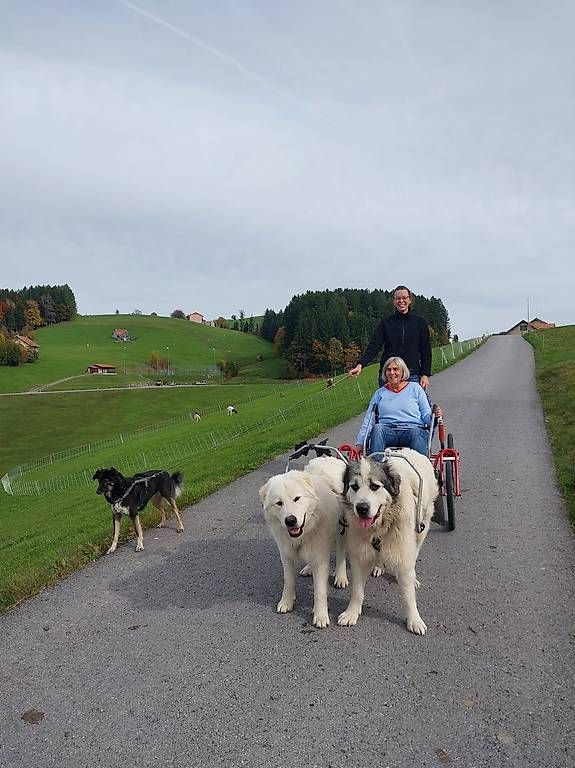 Sacs: Sacco Cart – D'occasion à Wald AR par sch_772w 1