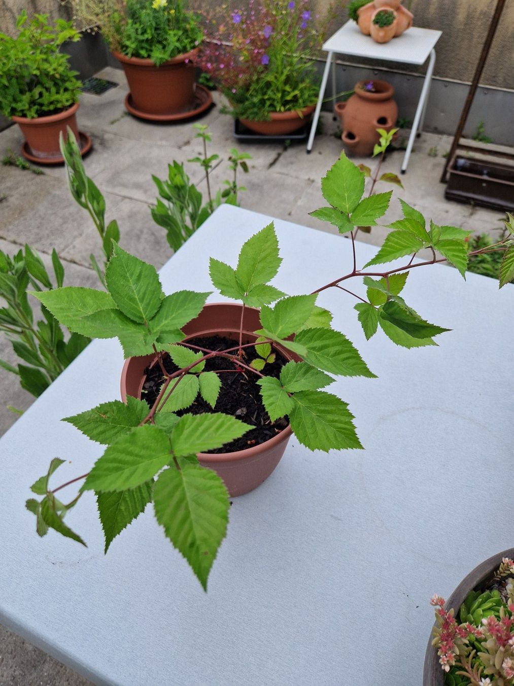 Piante & sementi: Balkon-/Gartenpflanze: Brombeere – Usato da Münchenbuchsee venduto da Aare22 4