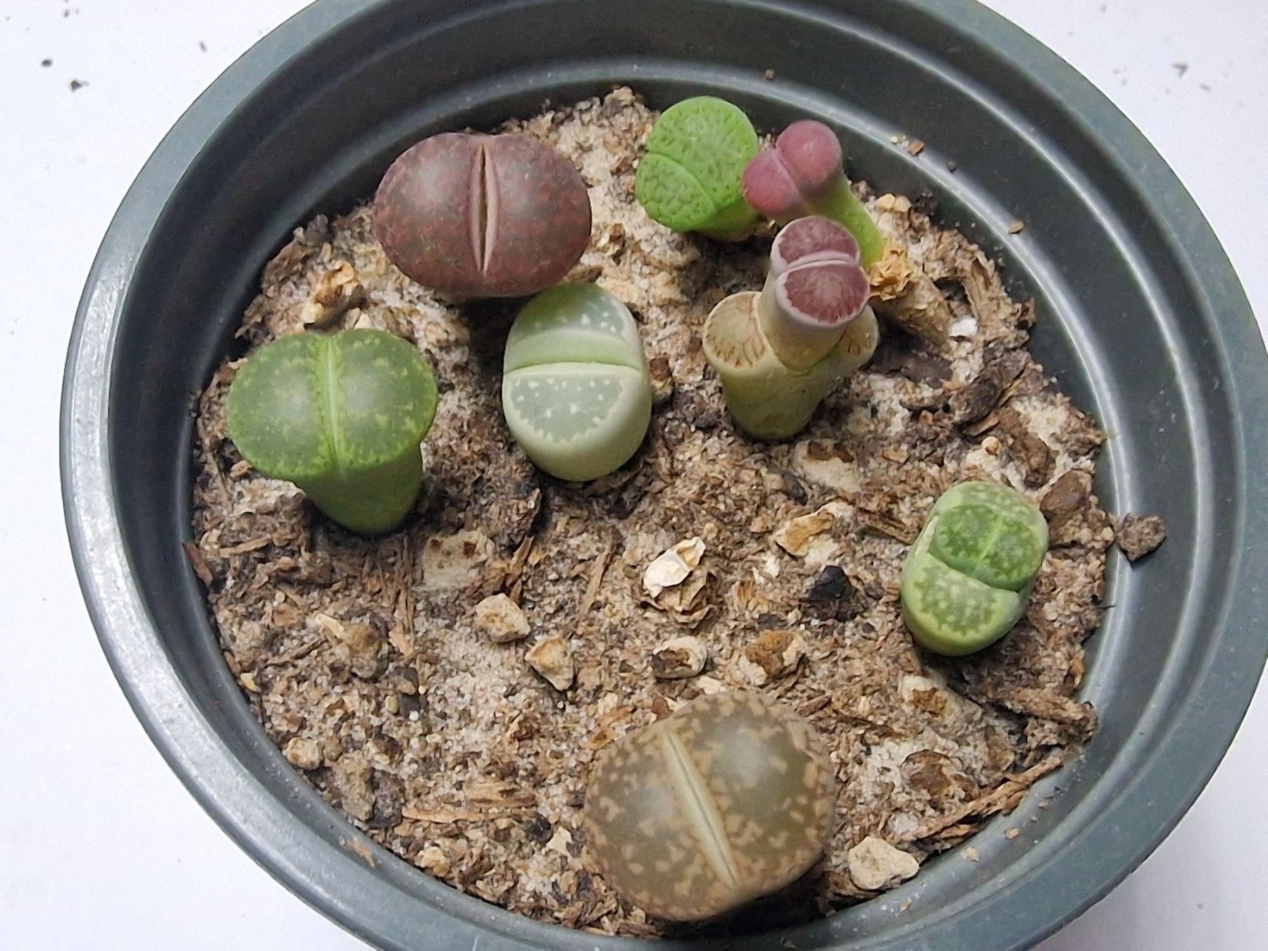 Piante & sementi: Lithops Mix, Lebende Steine, 8 Stück – Usato da Uerkheim venduto da Justi.y