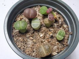 Lithops Mix, Lebende Steine, 8 Stück