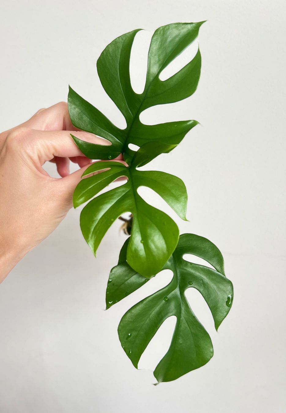 Pflanzen & Samen: Monstera minima Kopfsteckling💚 – Gebraucht aus Glattpark(Opfikon) von ste_n99y 3