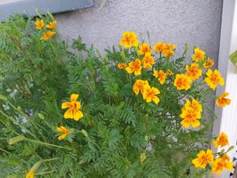 Samen Gewürztagetes 30Stk. 2026