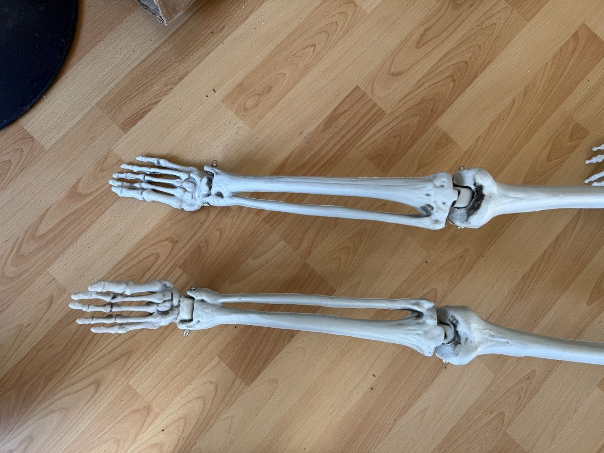 Figuren: Skelett – Neu (gemäss Beschreibung) aus Grenchen von Bastet007 5