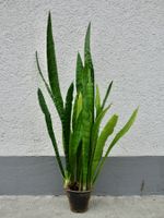 Bogenhanf Sansevieria Trifasciata