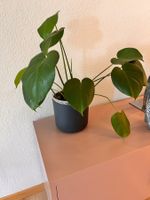 Monstera Deliciosa Zimmerpflanze im Übertopf guter Zustand