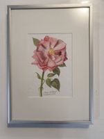Rosenbild H. Lüscher 2000 31 x 22