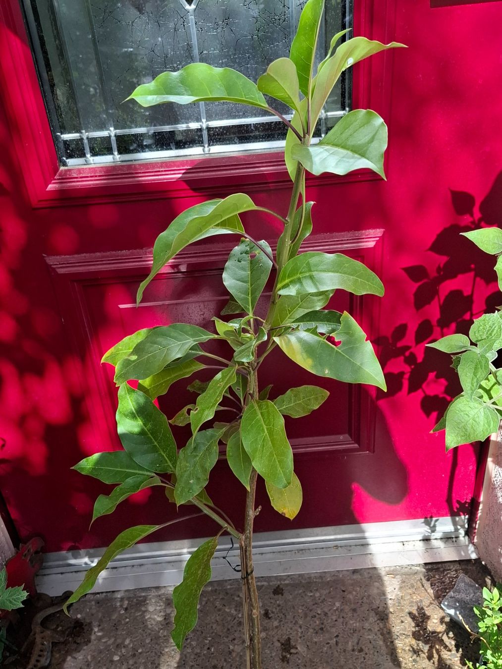 Plantes & graines: Pflanze Solandra maxima – D'occasion à Zürich par esap 1