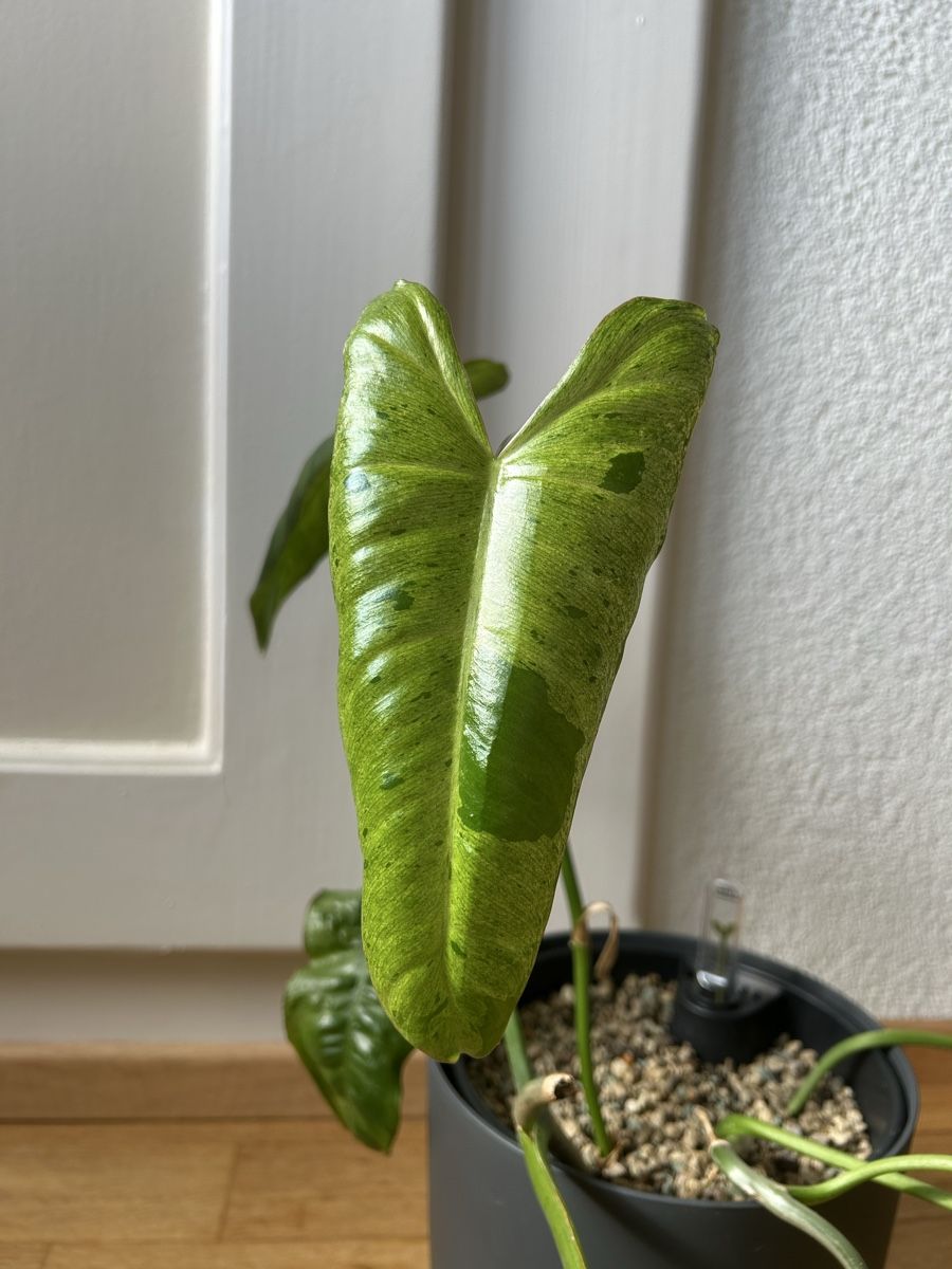 Pflanzen & Samen: Zwei Philodendron Paradiso Verde Steckling – Gebraucht aus Zürich von fabuulois 1