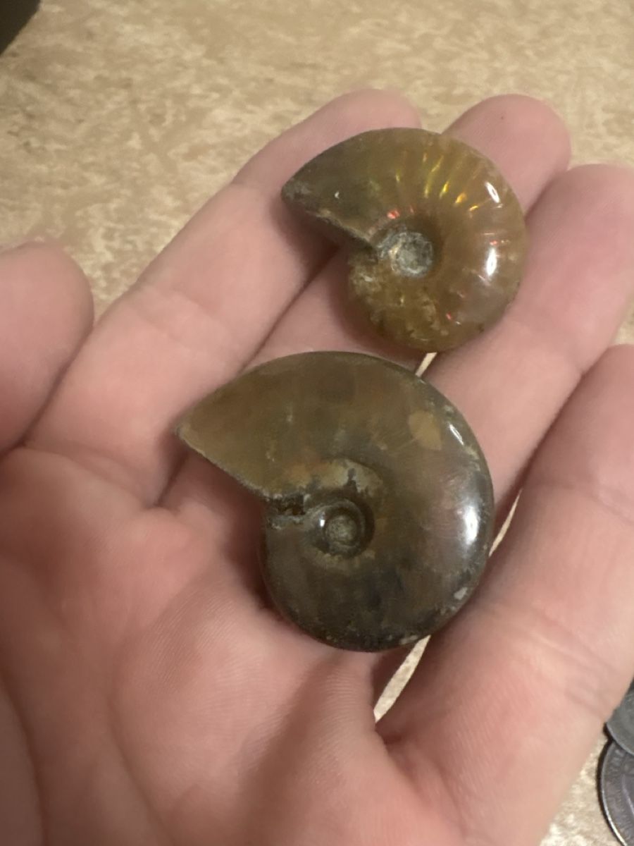 Fossilien: Ammonite – Gebraucht aus Erlinsbach von chc_ppz5