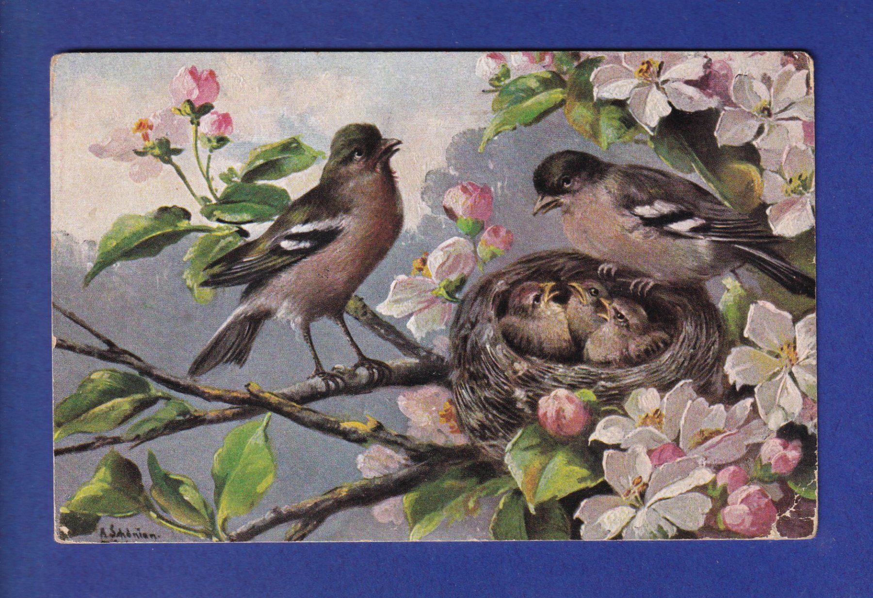 Cartoline postali: OISEAU - Parents et nid // pli d'angle // – Usato da Pully venduto da nicecards-shop