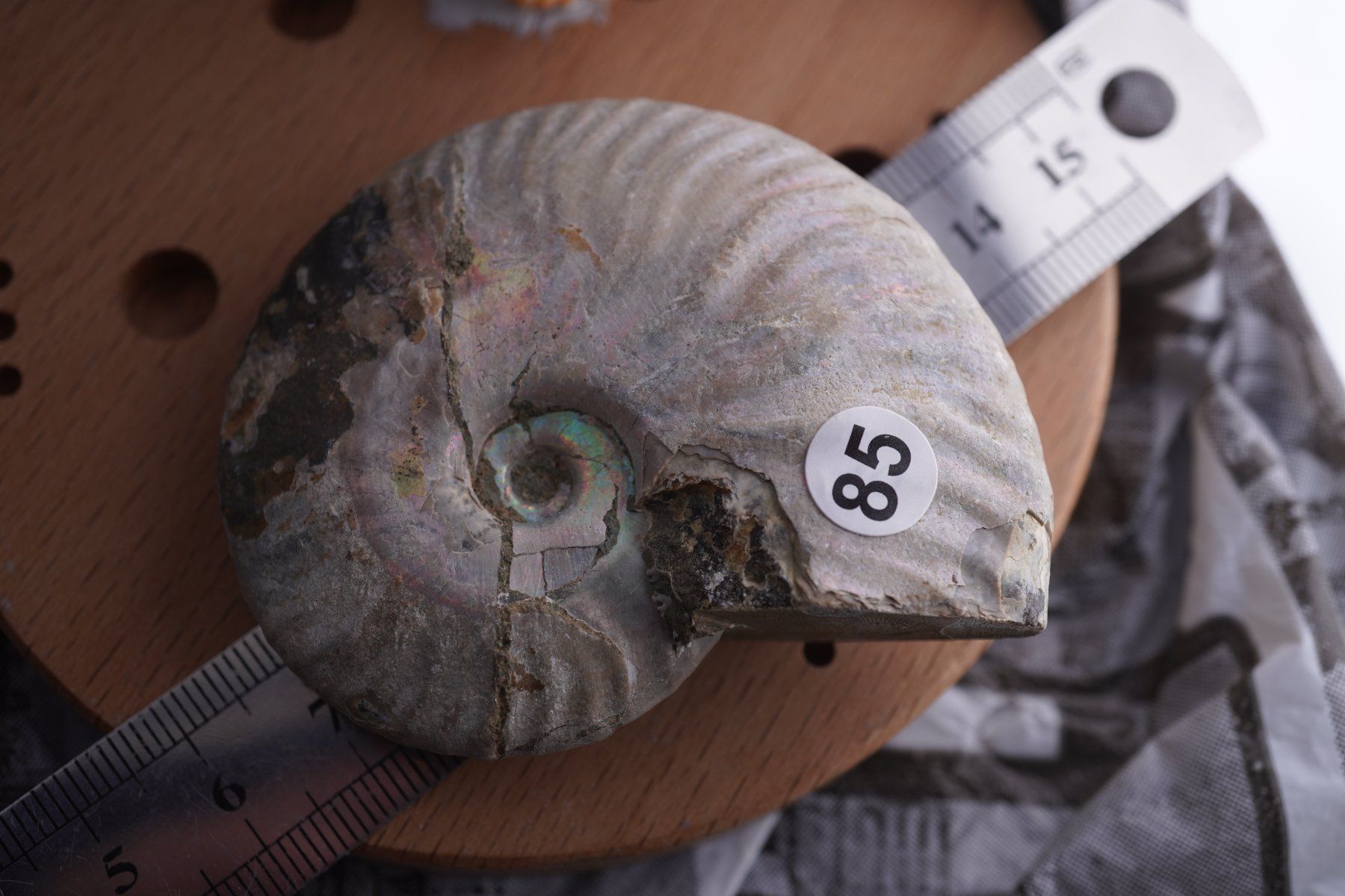 Mineralien & Heilsteine: Ammonit  Opalisiert   Wunderschön  ca  68mm – Neu und originalverpackt aus Eschenbach SG von topstone 3