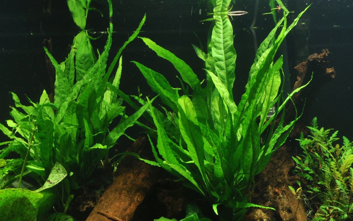 Piante & sementi: Aquarium Pflanzen Microsorum pteropus – Nuovo e nell'imballaggio originale da Dulliken venduto da miggu40 2