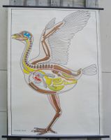 Vintage Lehrtafel Baupläne Vögel v. Dr. Lips  #F2