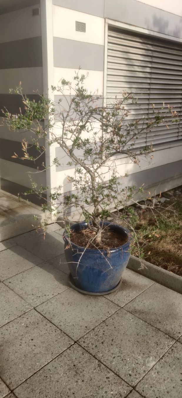 Plantes & graines: Lot de 2 oliviers avec pots – D'occasion à ETOY par pvi_n82v