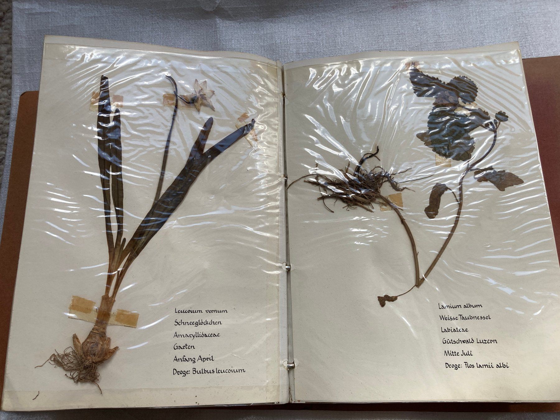 Libri: Botanisches Herbarium mit Heilpflanzen – Usato da Horgen venduto da Goros 4