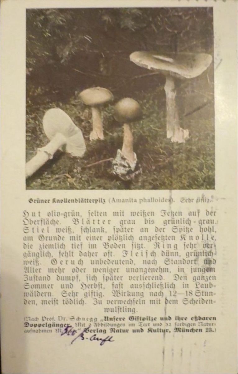 Ansichtskarten: Pilzpostkarten Serie 1 gebraucht – Gebraucht aus birsfelden von tim0444 1