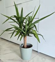Yucca Palme Zimmerpflanze mit Topf 🏡💚🪴