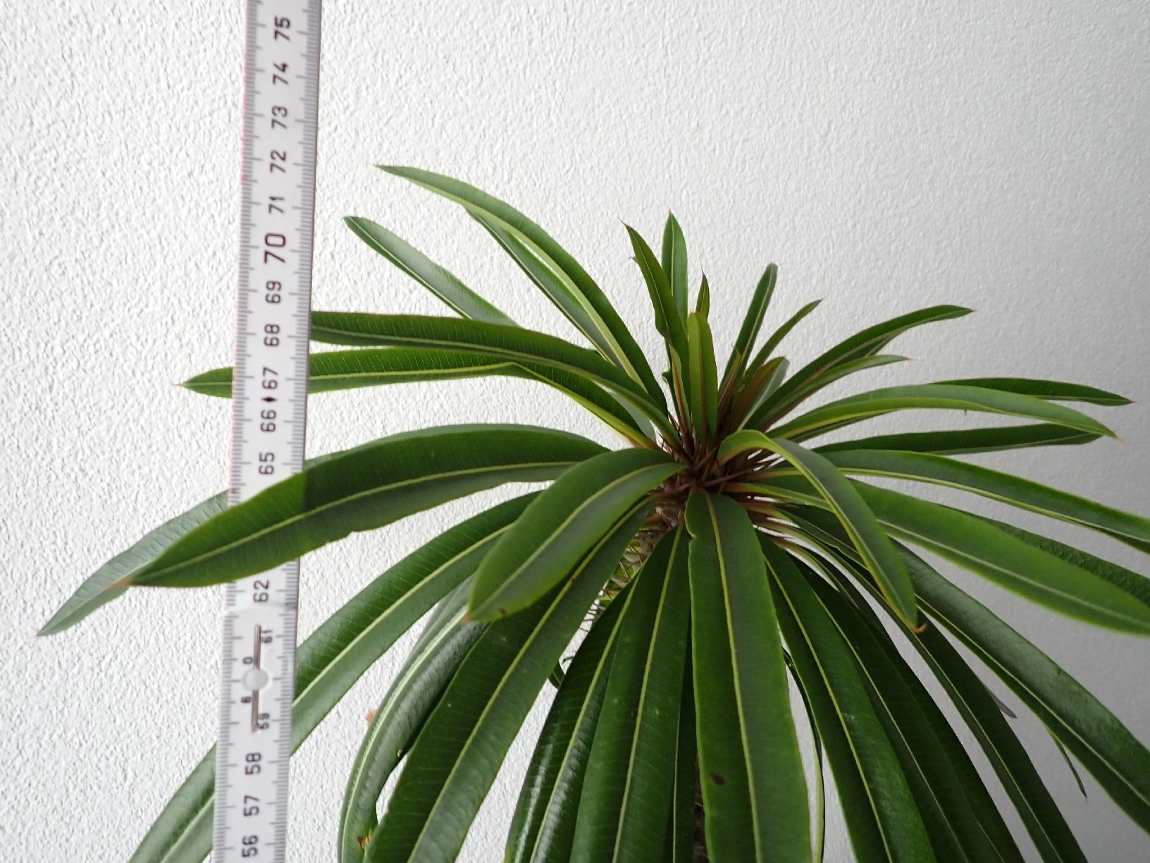 Pflanzen & Samen: Pachypodium lamerei  – Gebraucht aus Comano von che_8lc2 1