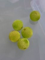 Perle Samt hellgrün   12mm