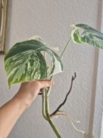 Monstera Ableger Variegata - Seltene Schönheit für Zuhause