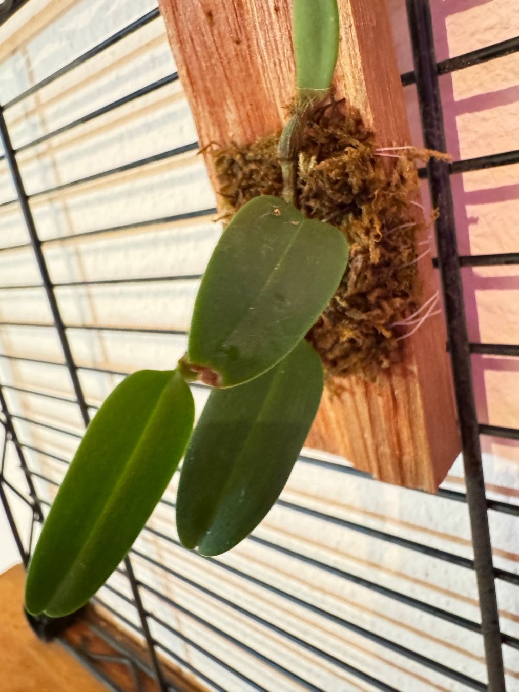 Plantes & graines: Bulbophyllum lasiochilum – D'occasion à Männedorf par mrclst 5