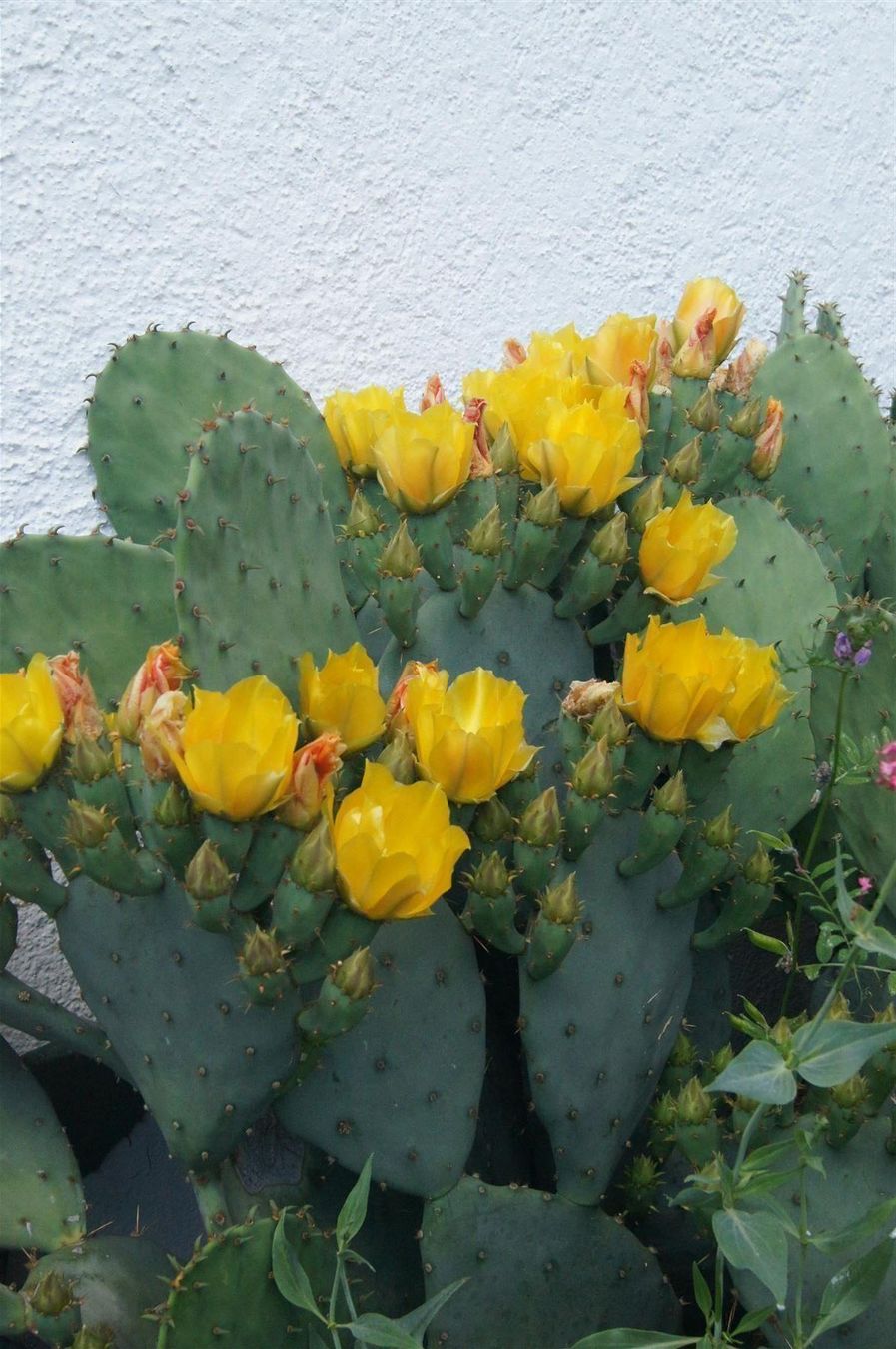 Piante & sementi: Winterharter Kaktus Opuntia engelmannii – Nuovo (secondo la descrizione) da Geroldswil venduto da botanicals 5