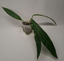 Anthurium Big Bill