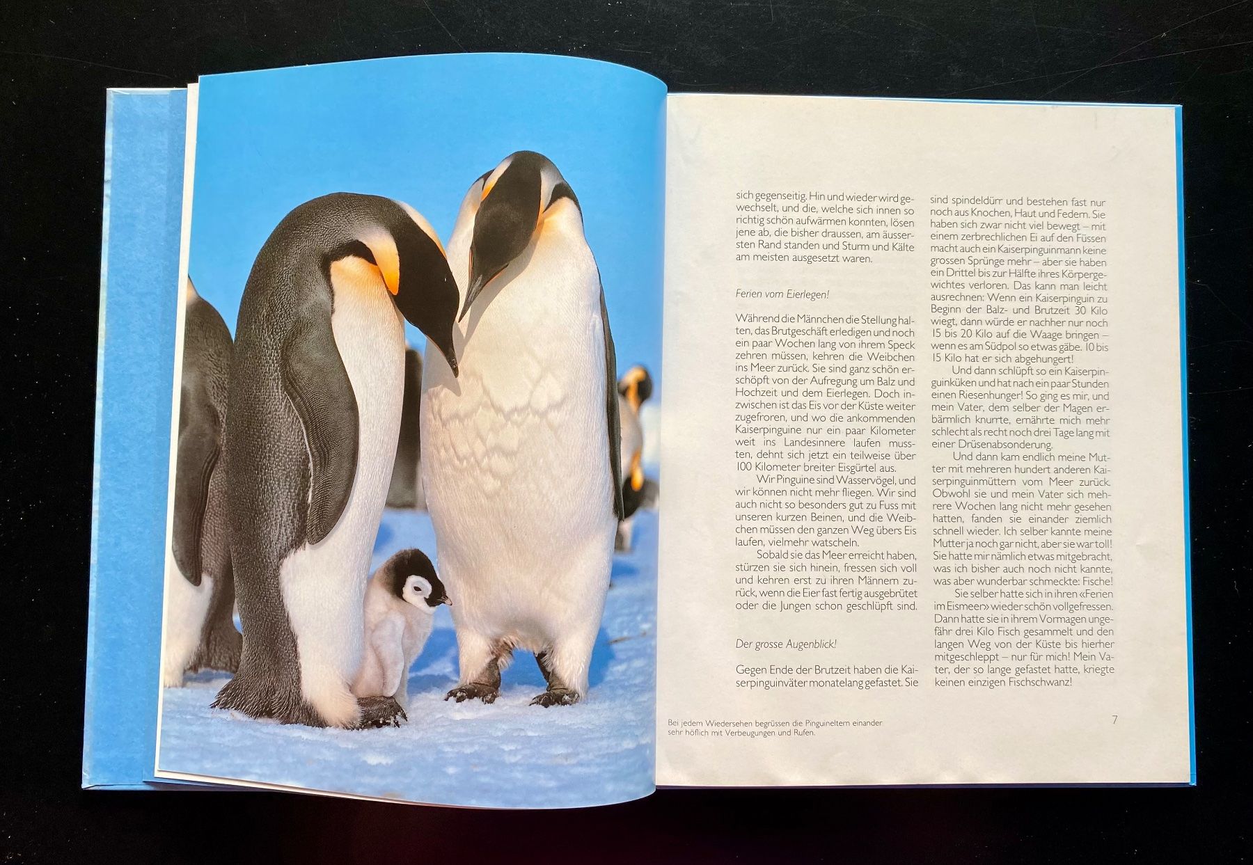Libri: Ich bin ein Pinguin 🐧 – Usato da Nussbaumen AG venduto da schuba2000 5
