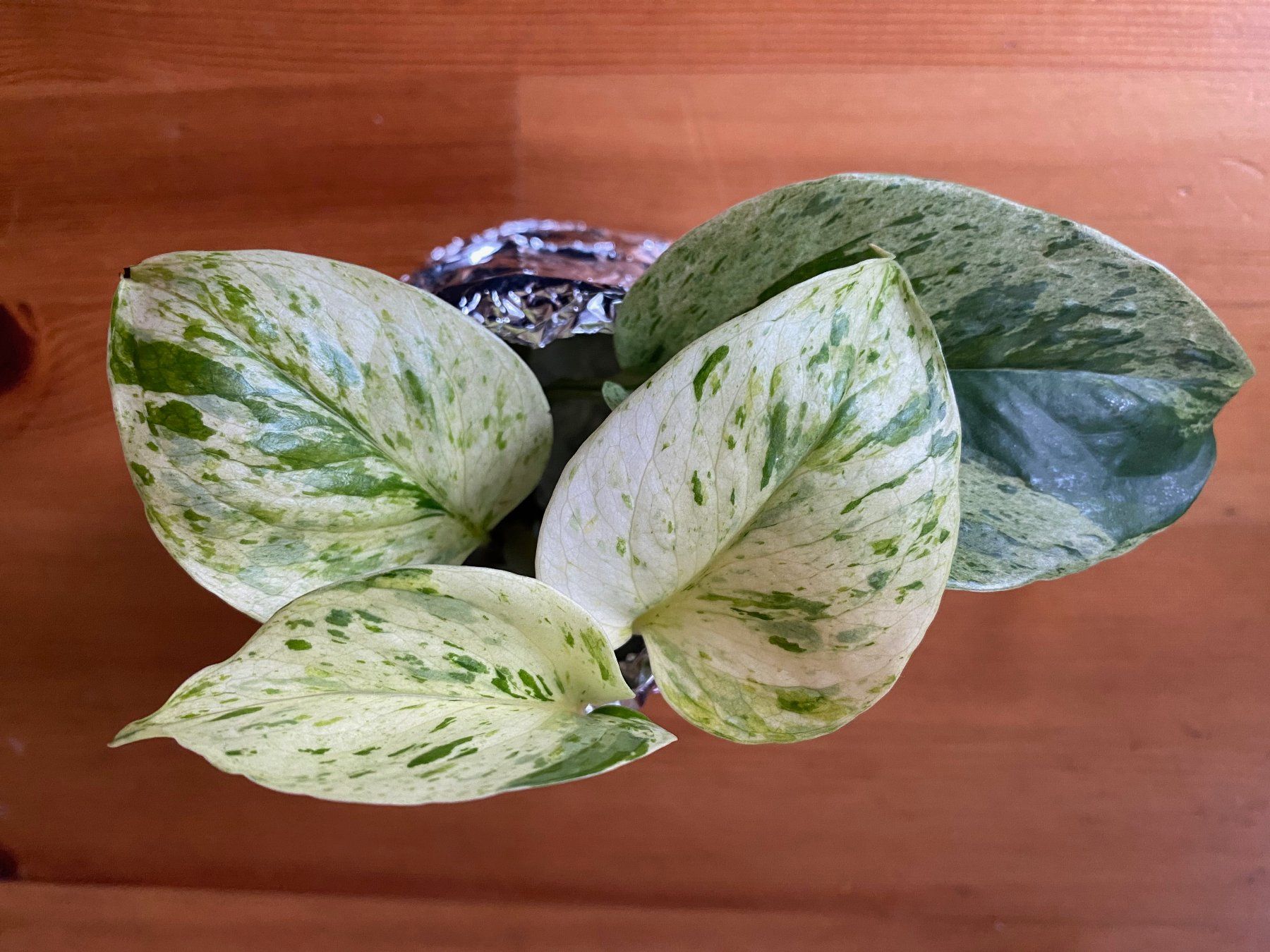 Pflanzen & Samen: Epipremnum pinnatum marble queen – Neu (gemäss Beschreibung) aus Winterthur von Aniger