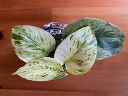 Epipremnum pinnatum marble queen