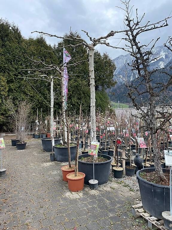 Sonnenschirme: Platanen Bäume schirmförmig – Gebraucht aus Malans GR von R.G.1992 2