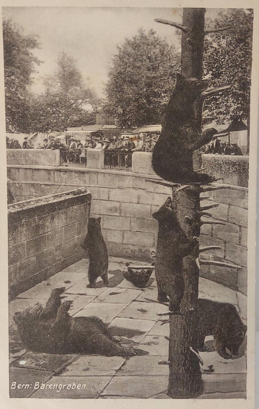 Cartoline postali: BERN  -  La Fosse aux Ours – Usato da Delémont venduto da Domdom1
