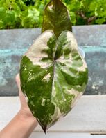 Alocasia Yukatan Princess Albo Varigata