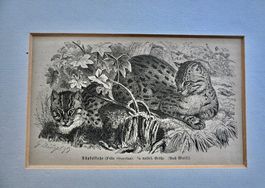 Antiker HOLZSTICH Tüpfelkatze / Fischkatze G. Mützel ca.1890