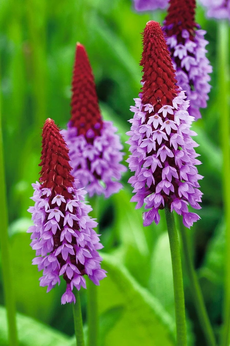 Piante & sementi: Orchideenprimel - Primula vialii - 500 Samen – Nuovo e nell'imballaggio originale da Sumiswald venduto da Cham14558 1