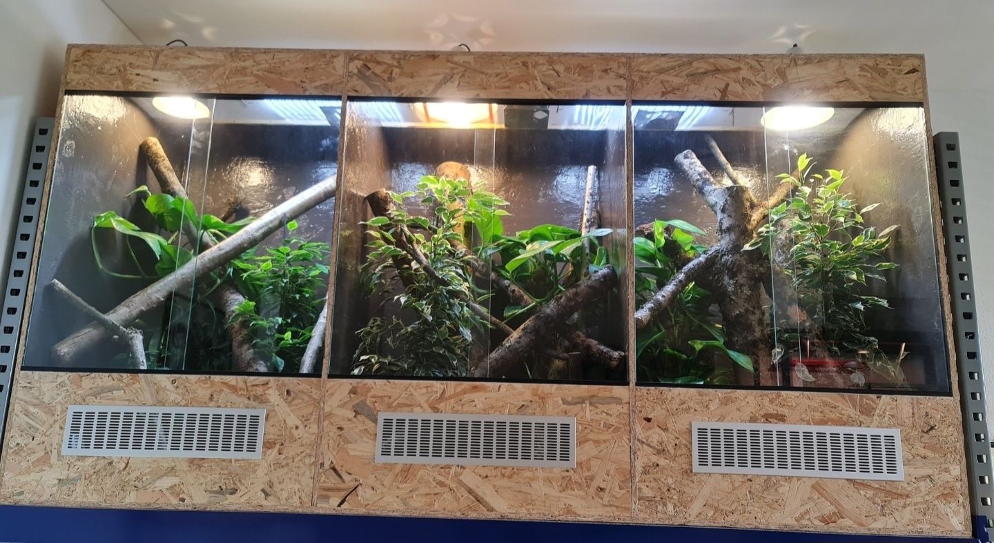 Terrario: Terrarium – Usato da Cham venduto da dow_9ssc 2