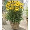 Plantes & graines: Echinacée jaune  2 plants – D'occasion à Bremblens par FIBONACCI369 1