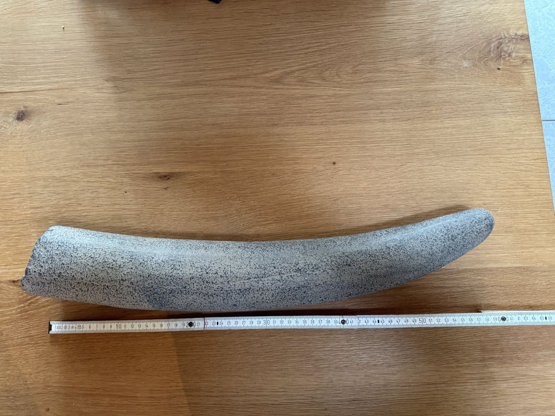Fossili: spektakulärer Stegodon Stosszahn – Usato da schüpfen venduto da rica122
