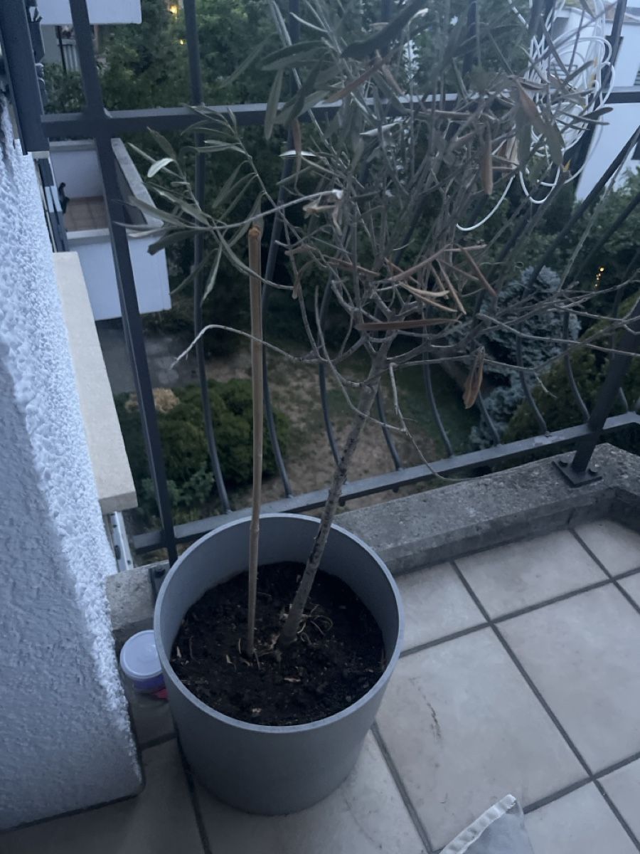 Plantes & graines: Olivenbaum – D'occasion à Zürich par sos_z5tn
