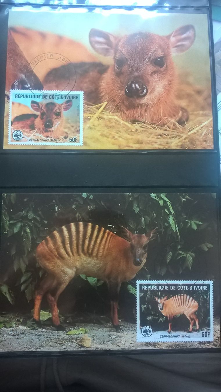 Tutti i francobolli: WWF Elfenbeinküste 1985 Zebraducker Satz Maximumkarten – Nuovo (secondo la descrizione) da Liestal venduto da schnueps 1