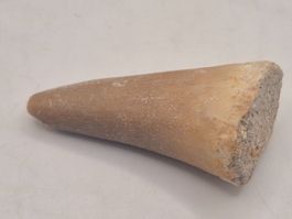 Mosasaurus Zahn aus Marokko (1)