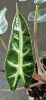 🤩Alocasia Bambino Rhizom