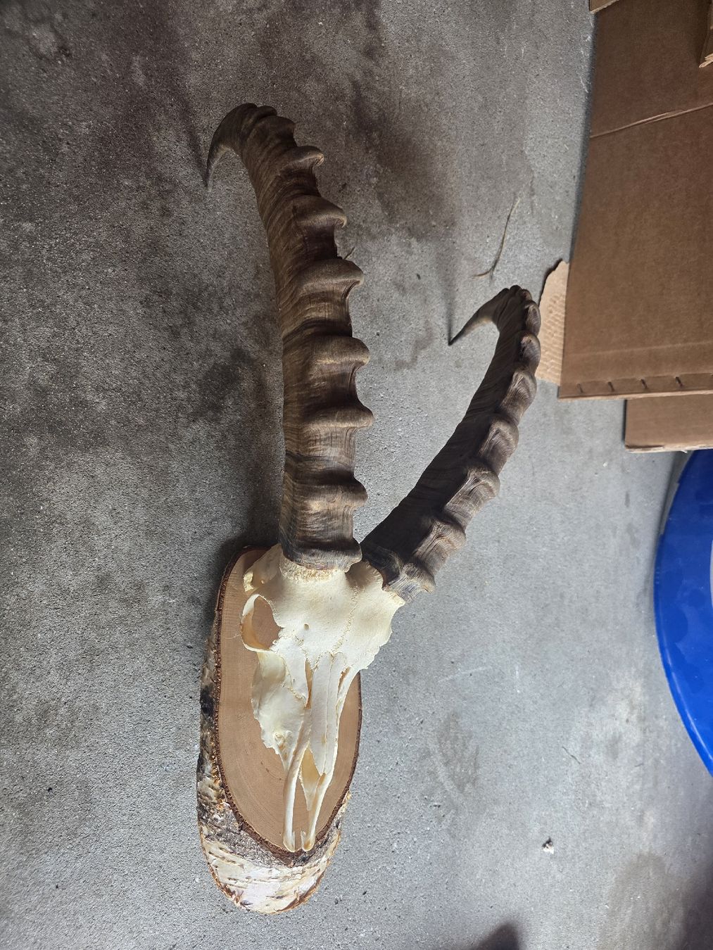 Altre raccolte & rarità: Steinbock Schädel – Usato da Hasle LU venduto da Auctions_Hunters 3