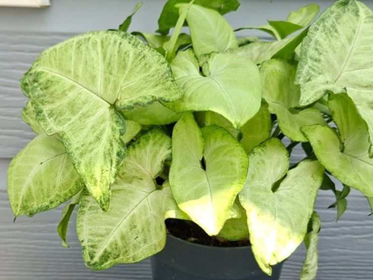 Plantes & graines: Syngonium podophyllum – D'occasion à Les Brenets par glo_267f 5