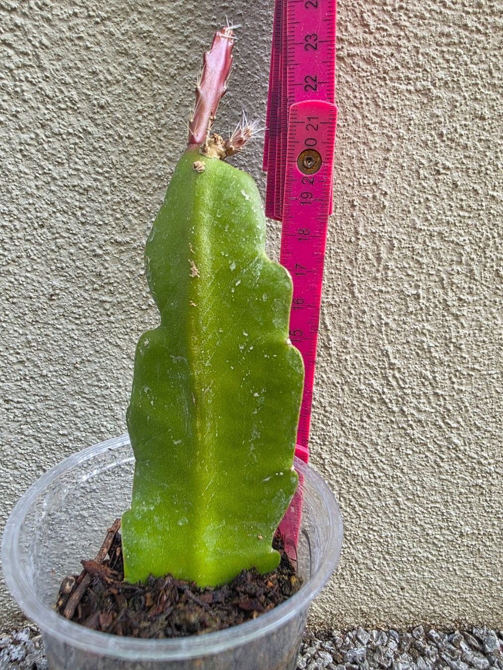 Piante & sementi: Epiphyllum "Cooperi" bewurzelter Steckling – Nuovo (secondo la descrizione) da Thalheim venduto da silvara01 2