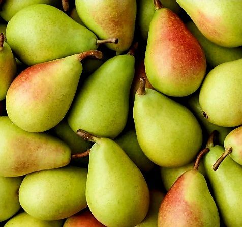 Piante & sementi: Ab 11.- fr 30 Samen Birne COSCIA – Nuovo e nell'imballaggio originale da Rovio venduto da POSITIFFARTandPLANTS 2