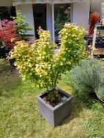 Japanischer Ahorn im Topf 120cm