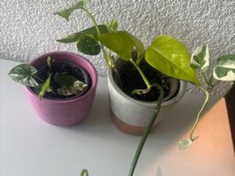 Zimmerpflanzen Set bunte Blätter  inkl.Übertopfe