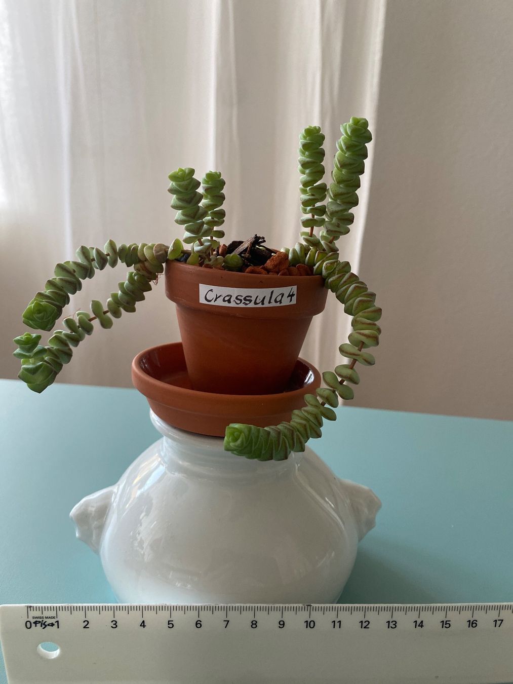 Plantes & graines: Felsendickblatt Sukulente 'Crassula' – Neuf (Voir description) à Zürich par echt01 2